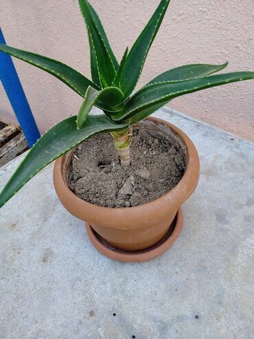 bitki: Aloe