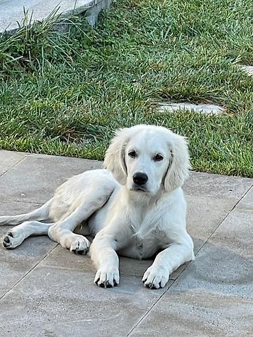 it sortlari: Retriever, 5 ay, Erkək — 7