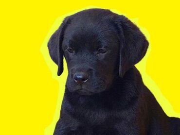 Psi: Labrador štenci na prodaju u žutoj i crnoj boji, oba pola u ponudi — 2