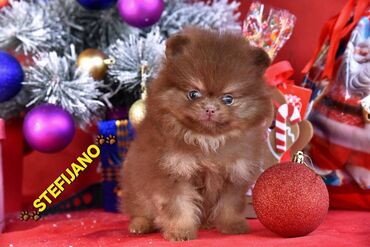 Psi: Pomeranac Boo. Vrhunski stenci pomeranca, minijaturnog patuljastog — 9