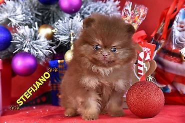 Psi: Pomeranac Boo. NOVO! Ekskluzivni dugo ocekivani stenci pomeranca u — 14