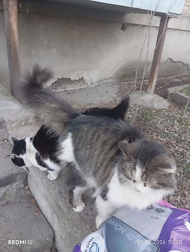 Отдам даром кошку: Пушистые кошки — двое очаровательных домашних любимцев - Породы/тип — 2