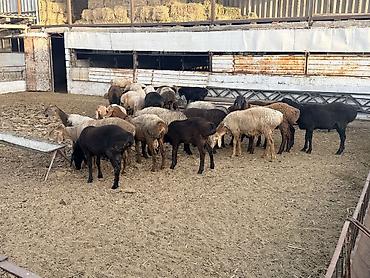 кобыла сколько стоит: Продаю | Баран (самец) | На забой, Для разведения — 6