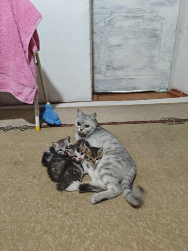 шотландская вислоухая кошка бишкек: Парода Британская шиншилла