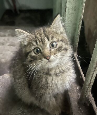 Продажа кошек: Пристраивается Милый котенок с полосатым окрасом и большими глазами!