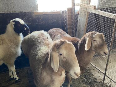 Баран, овца: Продаю | Ягненок | Для разведения | Племенные — 1