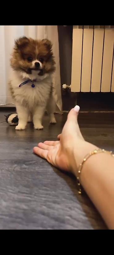 it pug: Şpitz, 3 ay, Erkək — 3