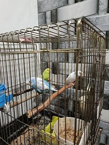 Məhsul: Bakı quş qəfəsi və aksesuarları ilə birlikdə üç xanımcıq