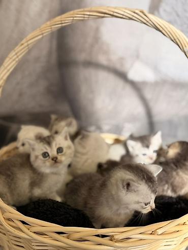 Pişiklər: Britan — 12