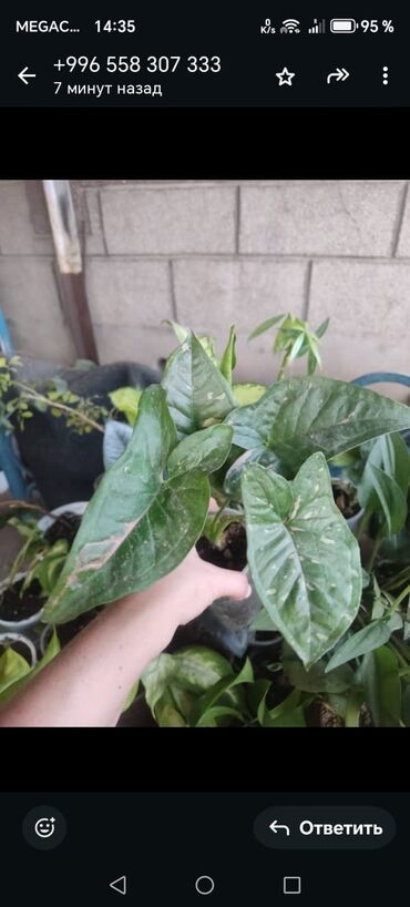 Другие комнатные растения: Продаются комнатные цветы. Токмок — 2