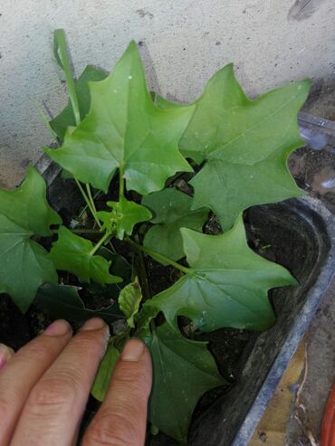 sobni hibiskus: Sobno cveće dogovor