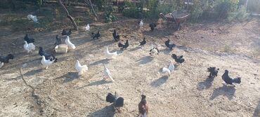 Göyərçinlər: Məhsul: müxtəlif növ ev göyərçinləri Təsvir: - Rənglər: ağ, qara — 4