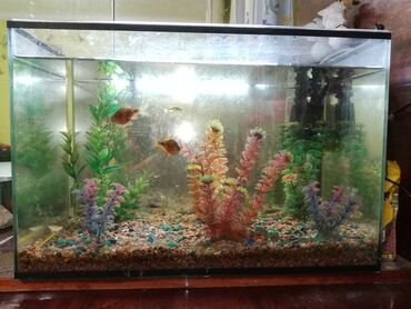 рыба для аквариум: Продаю аквариум 50л
Цена 5000