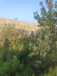 Bağ və bostan üçün digər məhsullar: Qobuda arkodan 1km metir məsafədə asvaltdan 20 metir içəridir 8 — 11