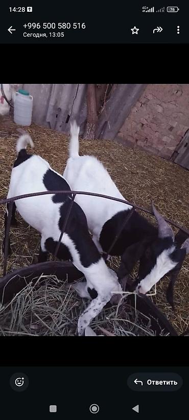 Козы, козлы: Продаю | Козёл (самец) | Полукровка | Для разведения | Осеменитель — 1