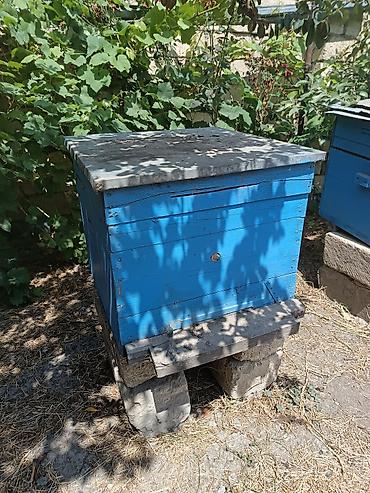 sudluk inekler satışı: Arıçılıq üçün taxta pətək korpusları - Material: qalın taxta — 5