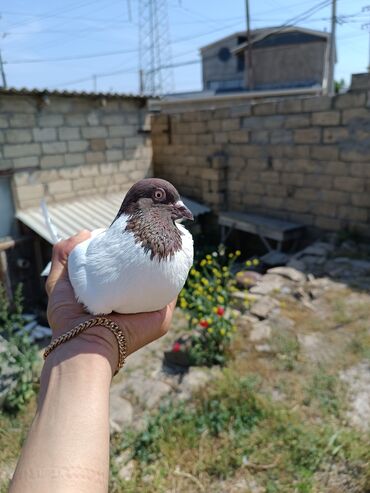 Göyərçinlər: Qırmızıbaş Erkəy. 25 AZN satılır.Tutulmadı.Uçuşuna cavabdeh lalafo.az -da Göyərçinlər: Qırmızıbaş Erkəy. 25 AZN satılır.Tutulmadı.Uçuşuna cavabdeh