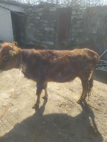 Dana, buzov: Dana, buzov — 2