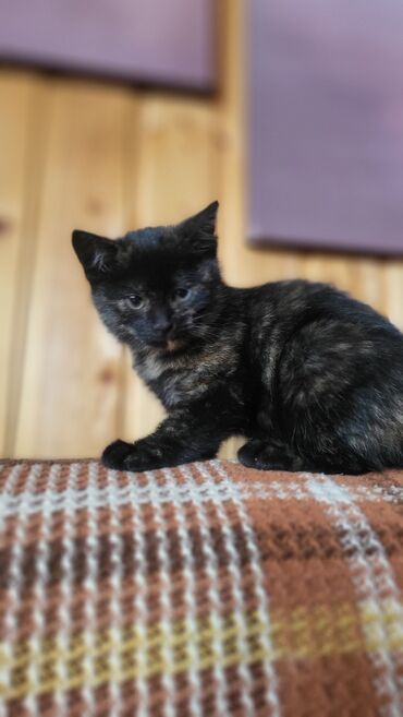 объявления о пропаже животных: Кошка даром: Беспородная, 3 месяца, Девочка