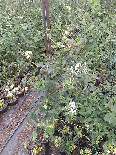 xari bulbul ciceyi: Bitki: Hanımeli (Lonicera japonica – ətirli sarmaşıq) Təsvir: - Güclü — 2