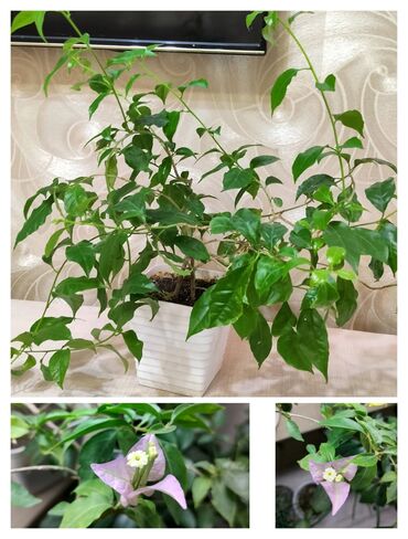Другие комнатные растения: Комнатные цвет Только Кара-Балта Адиантум 350 - 550 Бугенвиллея 400