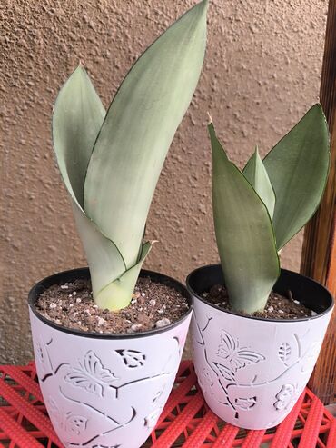 Другие комнатные растения: Цветы Сансевиерии Мун Шаин. Sansevieria Silver Hahnii Листья имеют
