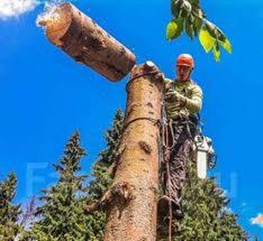 спилить дерево на участке цена: Пилю Дрова Деревья аккуратно! Мастер Опыт 8лет. Продаю дрова и уголь и