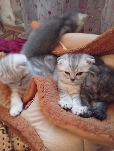 Кошки: Шотландская — 9