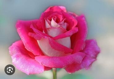 розы для сада: Саженцы роз Всё света есть Местный