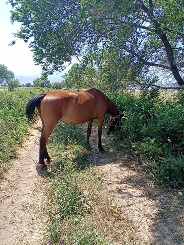 Лошади, кони: Продаю | Кобыла (самка) | Английская | Конный спорт | Племенные — 6