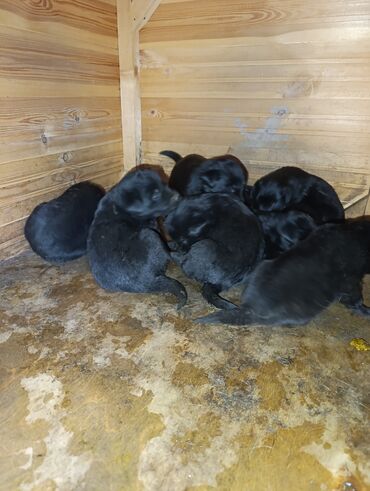 Продажа собак: Лабрадор-ретривер, 2 месяца, Самец — 12