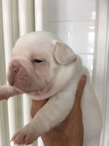 Άλλα: Beautiful French bulldog Puppies available for free adoption male