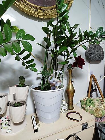Денежное дерево: Замиокулькас (Zamioculcas zamiifolia) в декоративных горшках,2 горшка — 2