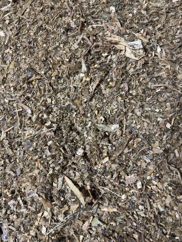 где купить кукурузу для попкорна в бишкеке: Продаю силос высокого качества Адрес Ысык атинский район село Кенеш