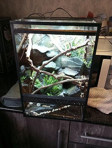 Зоотовары: Террариум, аквариум, палюдариум, флорариум, стеллажи для змей — 2