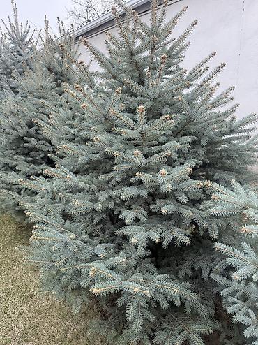 Ель: Продаю Ели голубые от 2-4 метров, колоновидные туи 4 метровые: густые — 36