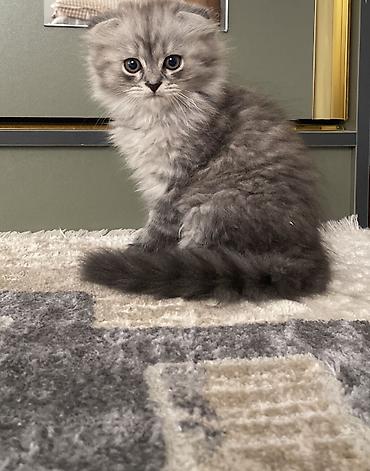 сиамский вислоухий кот: Скотиш Фолд (Шотландская вислоухая), 2 месяца, Девочка, Серебристая шиншилла, Приучена к лотку — 8