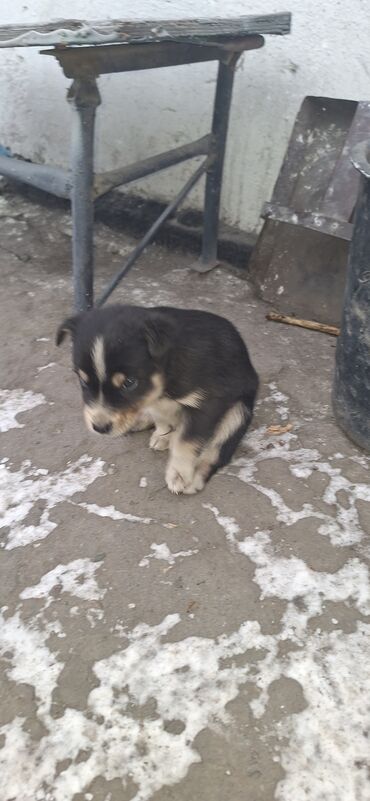 сколько стоит хаски щенок: Дворняжка, 2 месяца, Самец