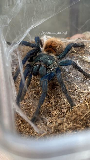 Экзотика в Бишкеке🕸️🕷️ @green.aqua.kg Паукообразное для террариума — at lalafo.kg Экзотика в Бишкеке🕸️🕷️ @green.aqua.kg Паукообразное для террариума —