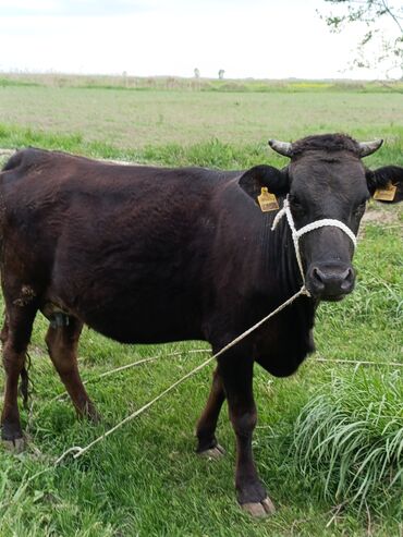 краснодатская корова: Продаю | Корова (самка) | Алатауская | Для молока | Стельные