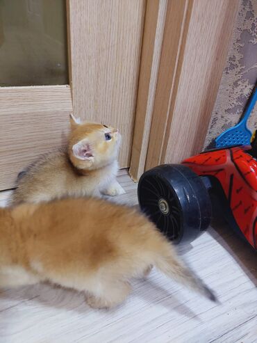 Pişiklər: Qızıl şinşilla, Erkək, Dişi, Ünvandan götürmə — 14