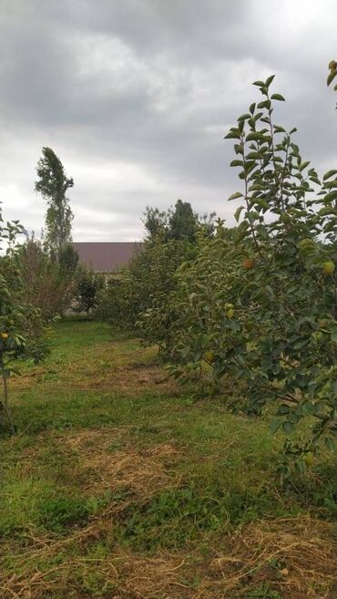 qobu park 4: 40 sot, Maklerlər narahat etməsin, Kupça (Çıxarış)