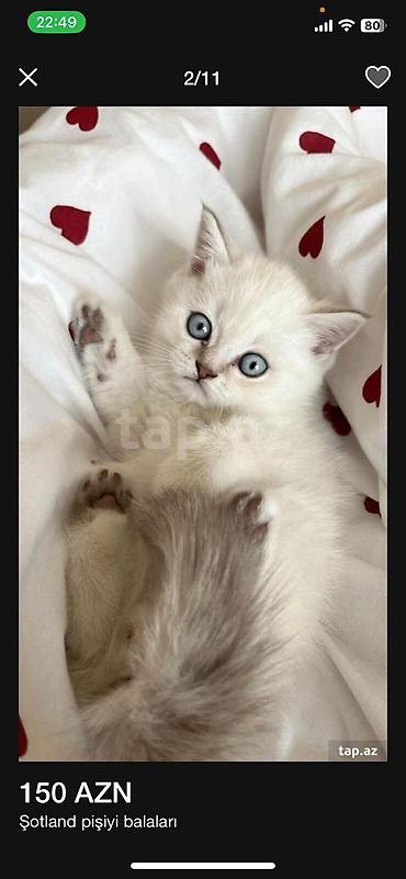 Pişiklər: Yaxşı əllərə — 8