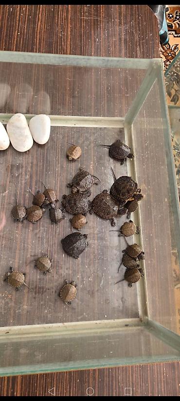 su tısbağa: Su tısbağası balaları – ehtiraslı akvarium həvəskarları üçün — 6