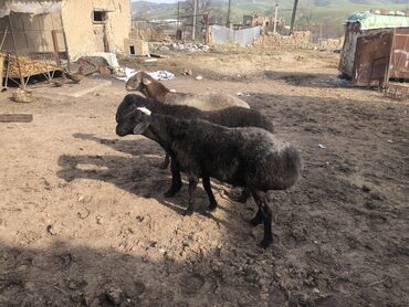Бараны, овцы: Продаю лошадь и Баранов - Кочкоры откорм