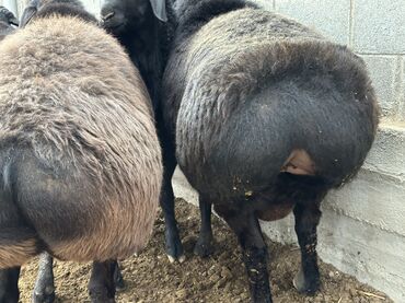 Бараны, овцы: Продаю | Баран (самец), Ягненок | Гиссарская, Арашан | Для разведения, Для шерсти, На забой | Племенные — 15