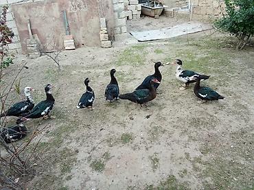 ördək qiyməti: Erkək, | Lal ördək, Ətlik — 6