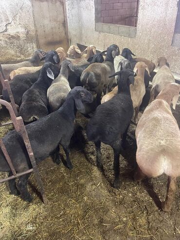 домики для хомяков: Сатам | Ургаачы кой (ургаачы), Кочкор (эркек) | Гиссар | Союуга, Көбөйтүү үчүн, Жүн үчүн | Жасалма жол менен боозутуу, Токту