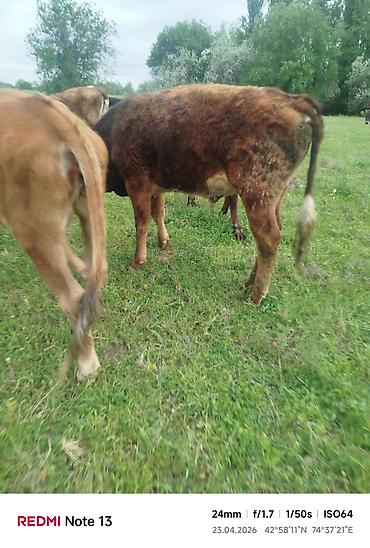 Коровы, быки: Продаю | Бык (самец) — 10