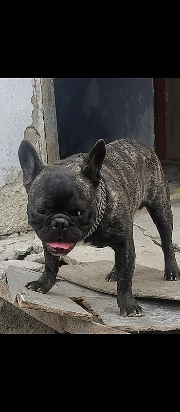 bull terier: İngilis buldoqu, 10 ay, Erkək, Peyvəndli, Ünvandan götürmə — 1
